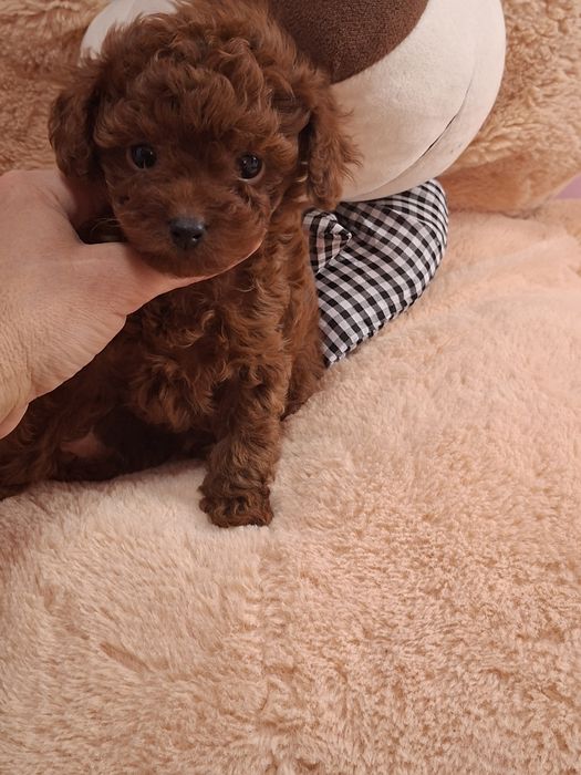 Пудел  Тийкъп Момченце  с Родословие