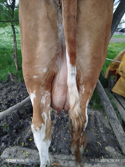 Vând vaca bălțată românesca de 9 ani