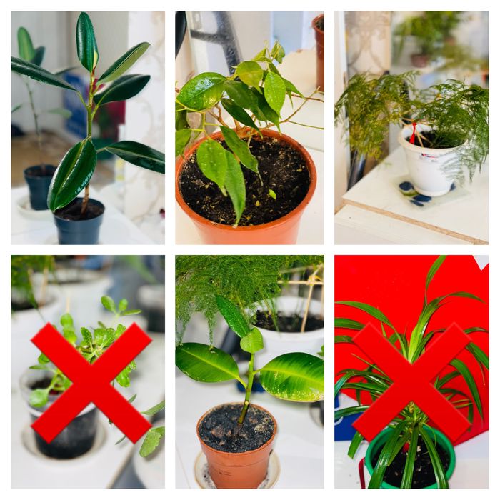 Комнатные цветы