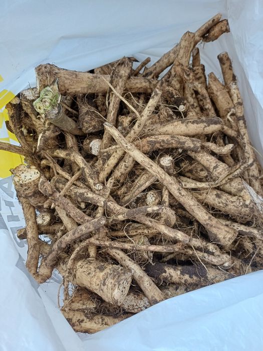 Продам хрен домашний