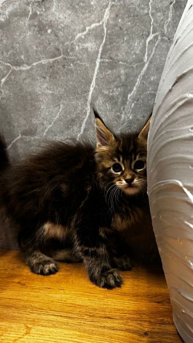 Мейн кун оригинал