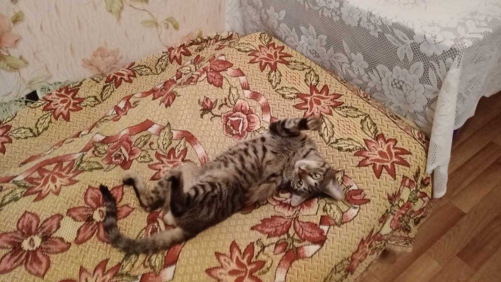 Отдам кота в хорошие руки