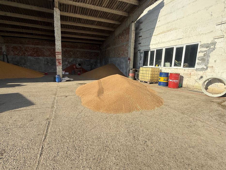 Vând grâu panificație,recolta 2025, circa 15T