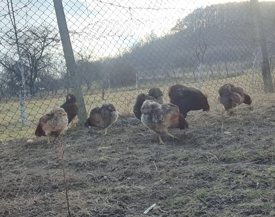 Ouă pentru incubat!