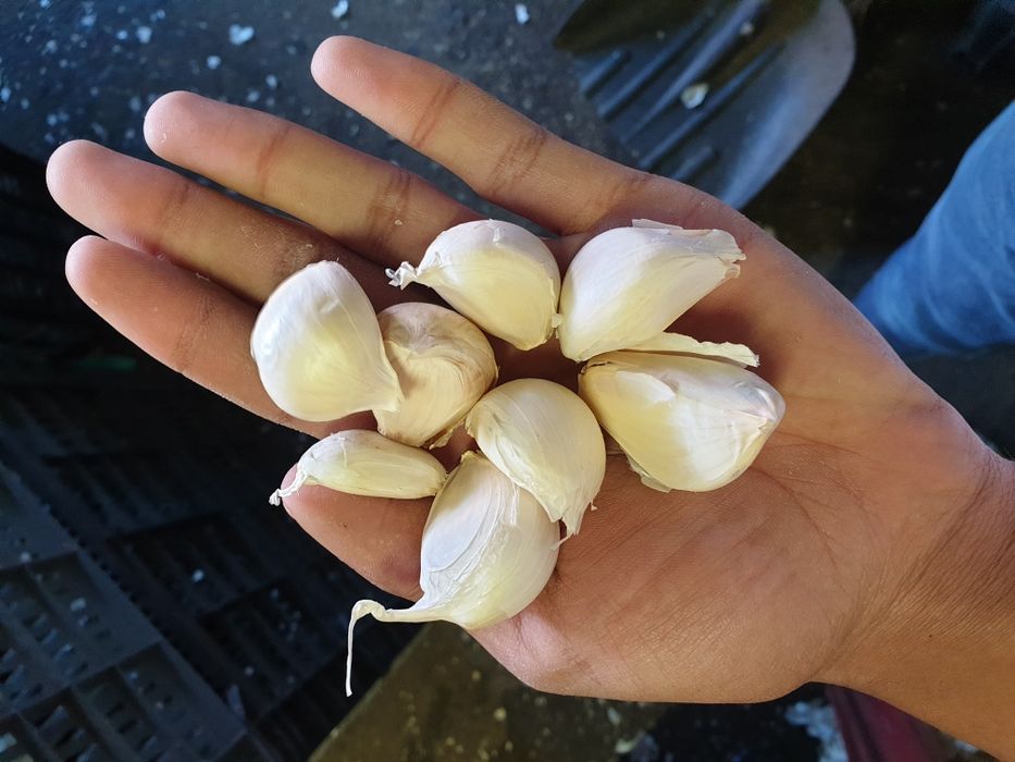 Vand usturoi calitatea I,pentru pus si de consum