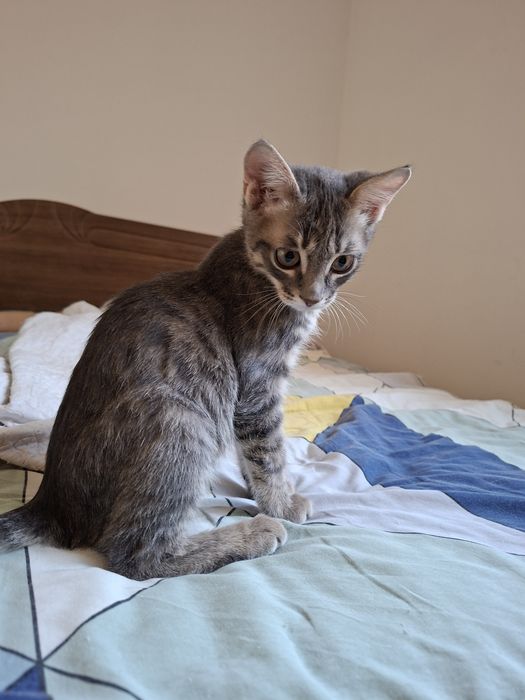 Котенок 2 айлық ұл