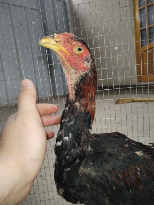 Dakan tuxumlar sotiladi