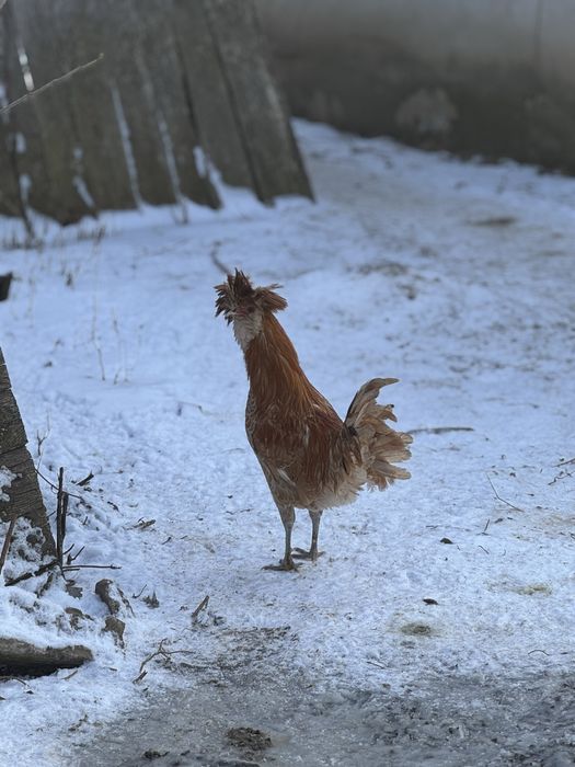 Cocosi paduana motata olandeza