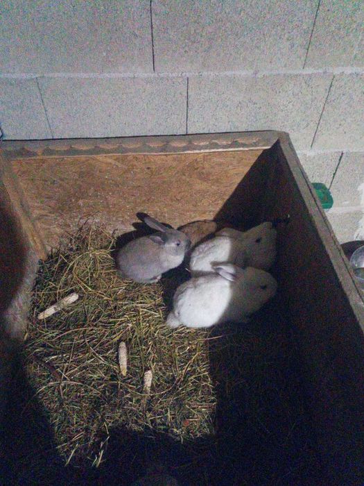 Vând iepuri berbec german 2 luni.