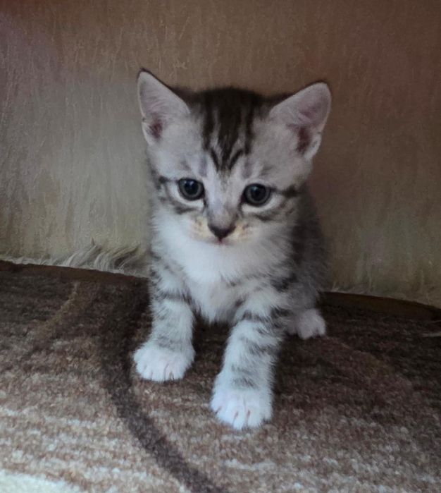 Отдам котят в добрые руки