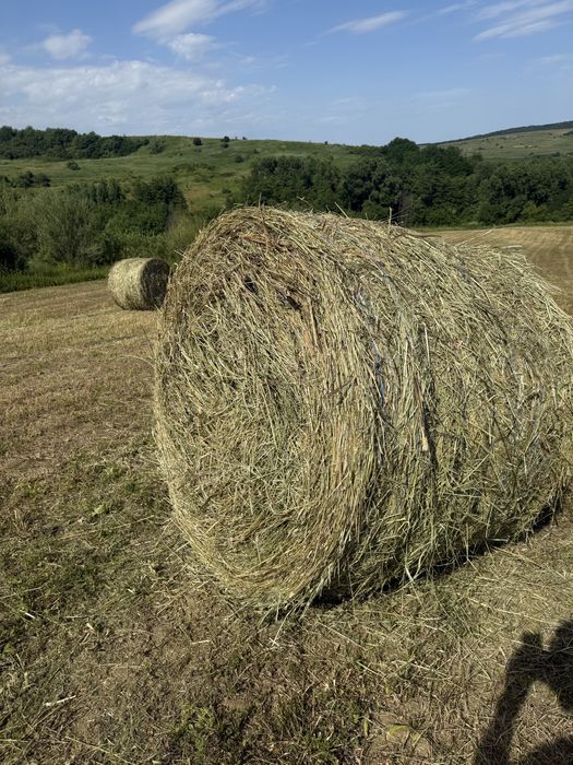 Vând baloți rotinzi de lucernă