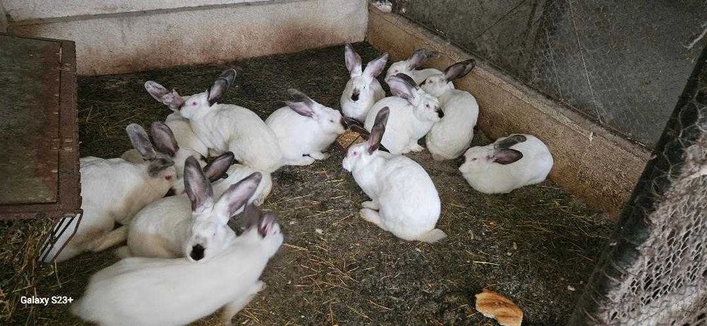 Iepuri Urias de Transilvania