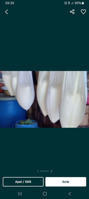 Brânză de vacă  de vanzare