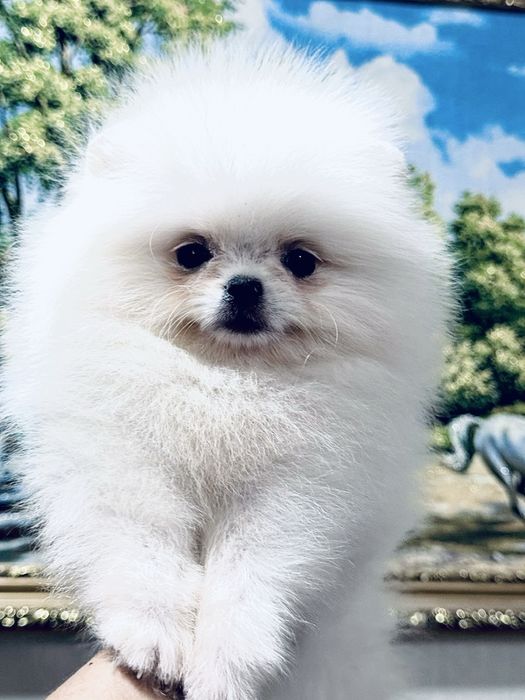 Супер малыши шпицы