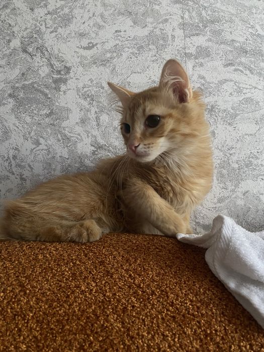 Потерялся   Кот.