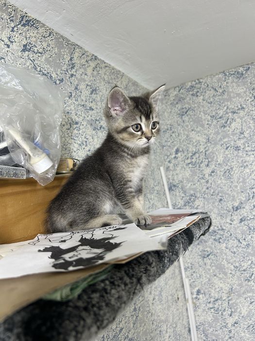 Продам котят вислоухих