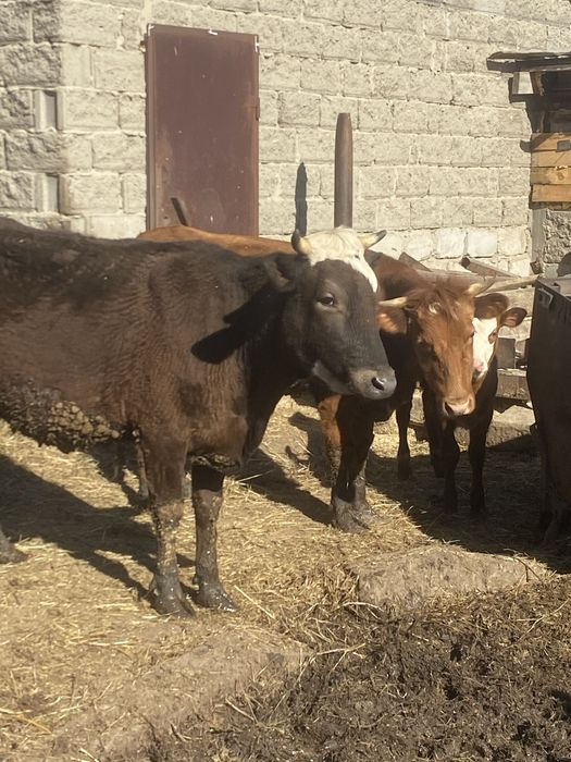 Первотелки +телята