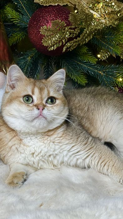 Золотая штншилла мальчик