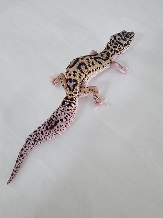 Эублефар. Ящерица