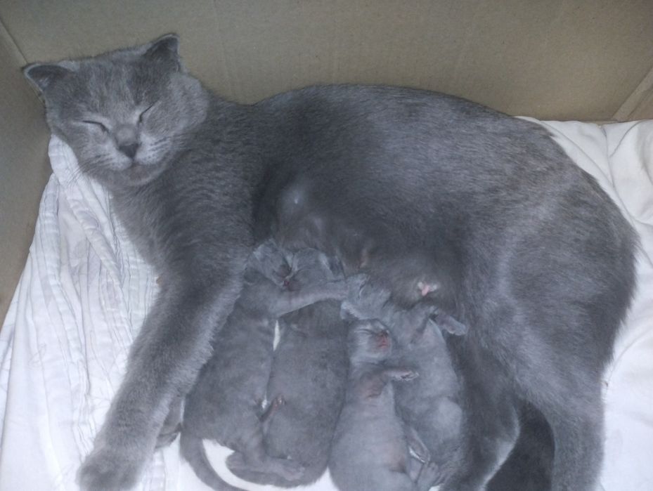 Котята милые пушистые