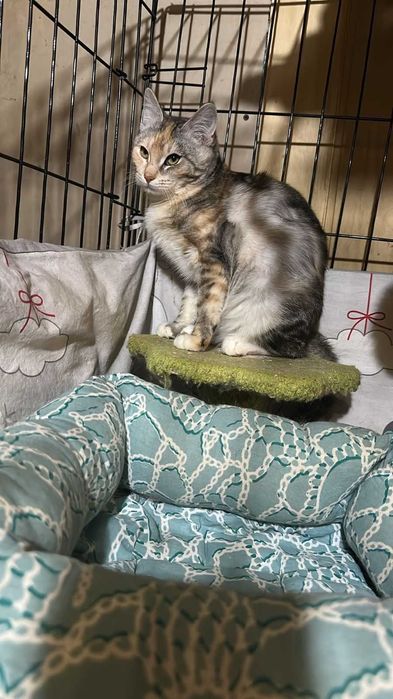 Ищу дом для кошечки