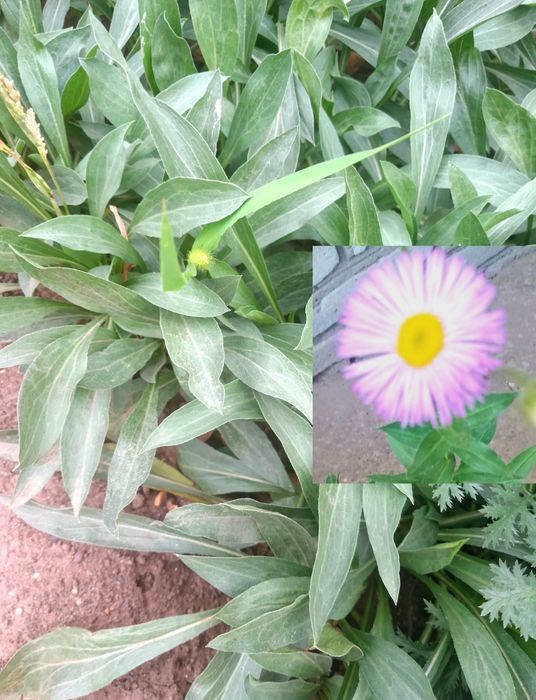 Продам многолетние цветы