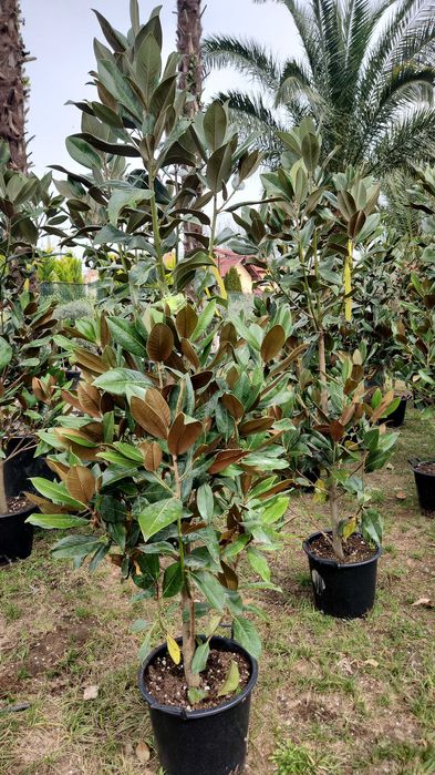 Magnolia grandiflora flori mari parfumate livrare in toata tara
