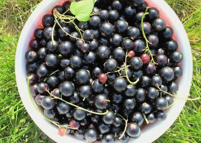 Малина дачная свежая