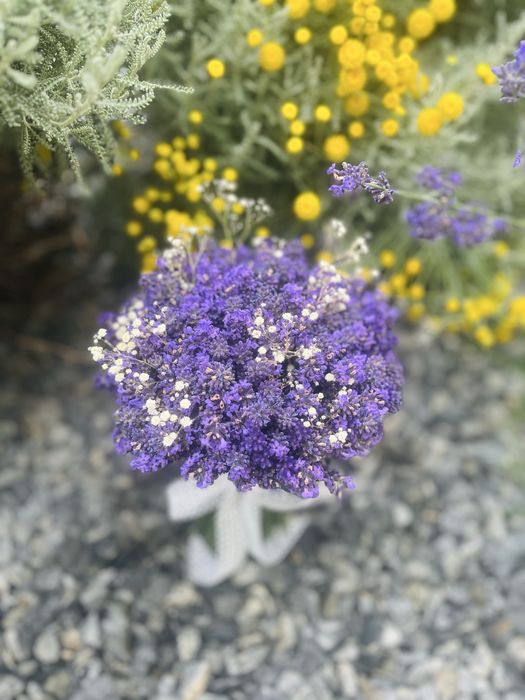 Vând buchete de lavandă si floare scuturata
