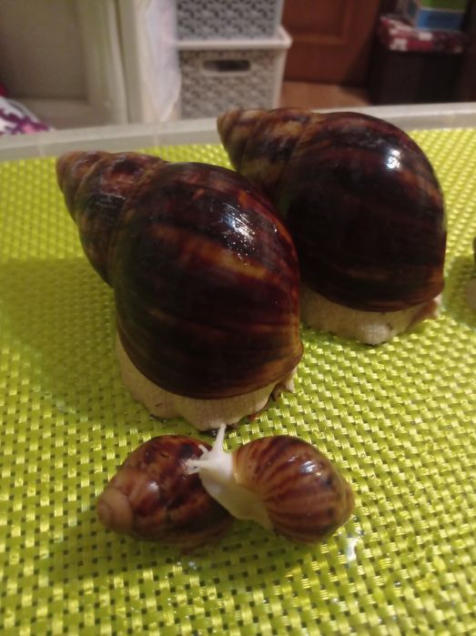 Улитки. Архахатина овум.