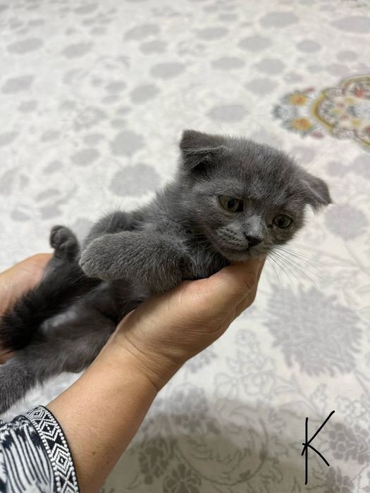 Котенок на продажу