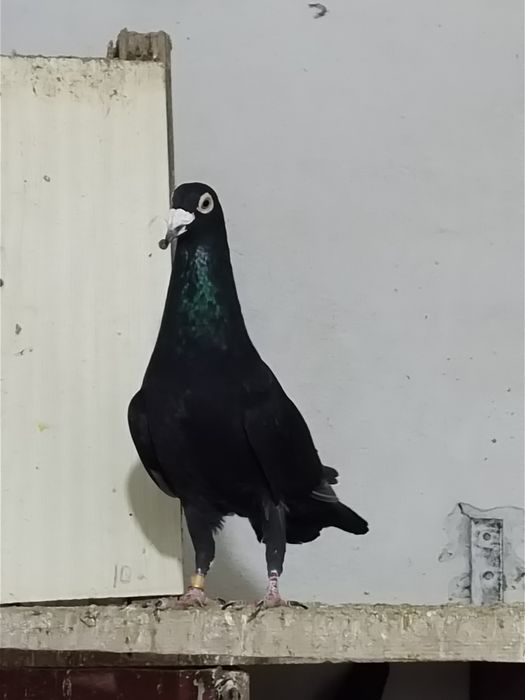 Драконы голуби голуби