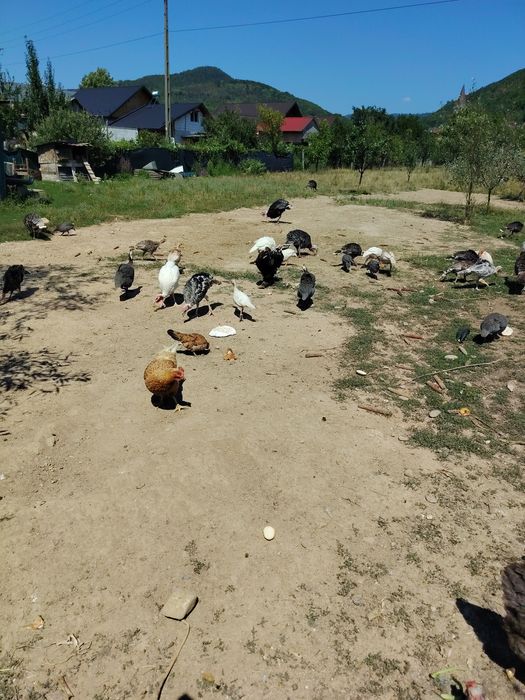 Pui de curcă crescuți în libertate