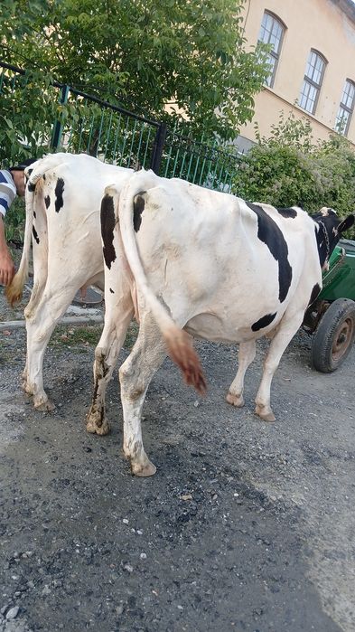 Vand vaci holstein