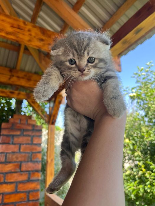 Продаеться котята