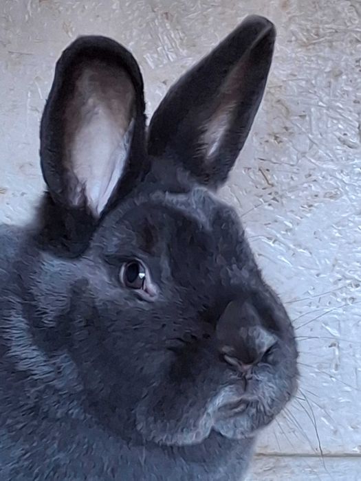 Iepuri albastru vienez