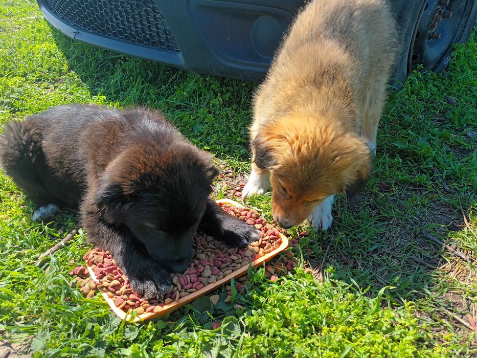 Donez căței talie medie