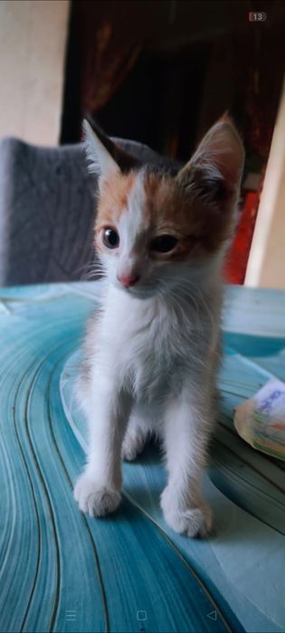 Отдам 2 кошечек.
