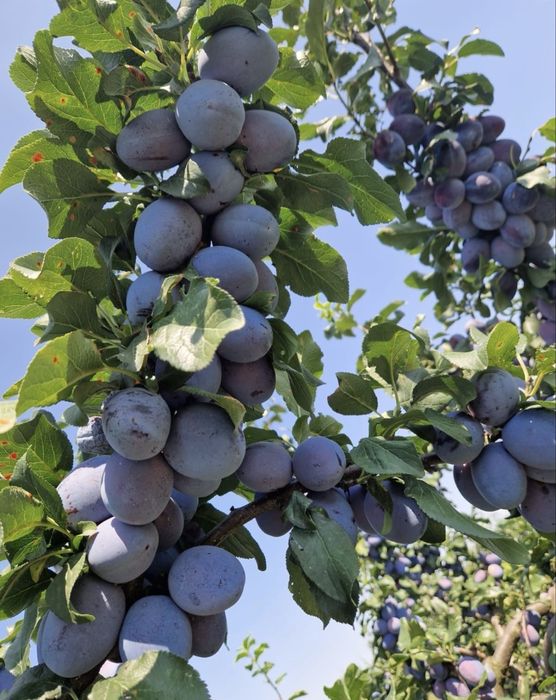 Prune pentru tuica si palinca