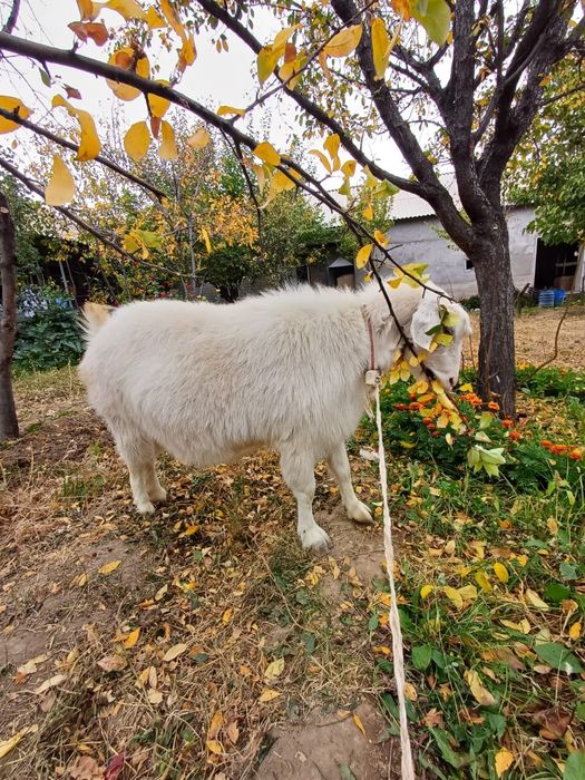 Ешкі сатамын / Продаю Козу
