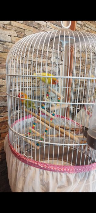 Agapornis , pasarea iubirii