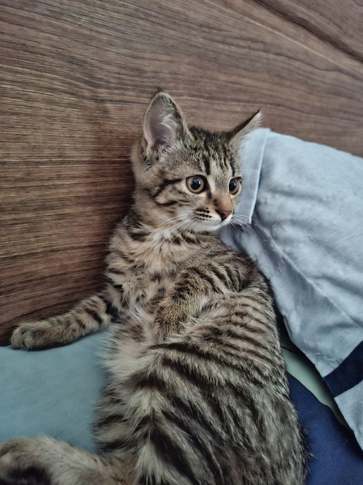 Котёнок бесплатно