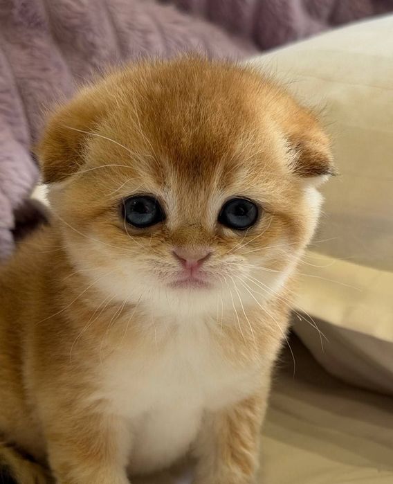 Фолд продан.Продаются шикарные котята Золотые шиншиллы