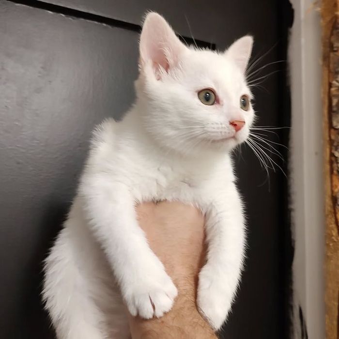КрасивыЕ беЛоснеЖныЕ коТятА