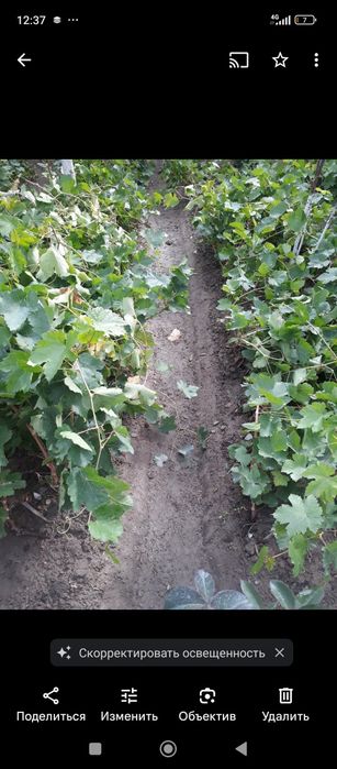 Продам саженцы винограда