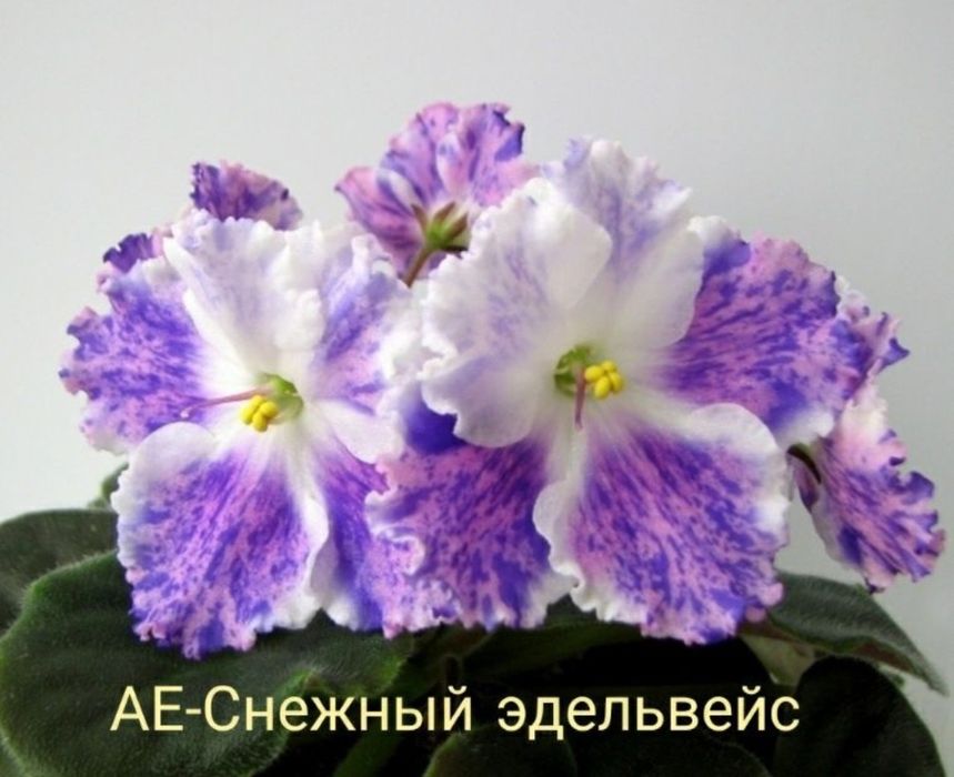 Продам детки сортовых фиалок