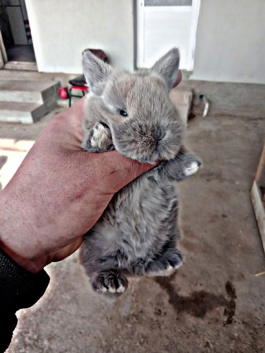 O'smidigan karlik quyon