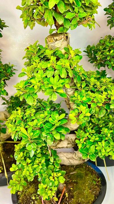 Фикус Бонсай 80-90 см