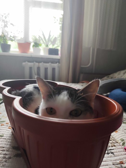 Отдам хорошеньких кошечек