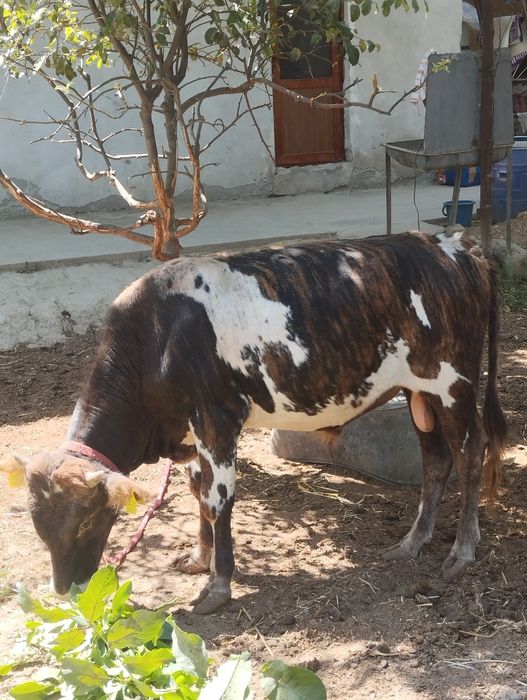 Buqalar sotiladi